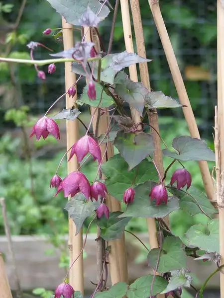 Photo of Rhodochiton atrosanguineus (Rhodochiton atrosanguineuss)