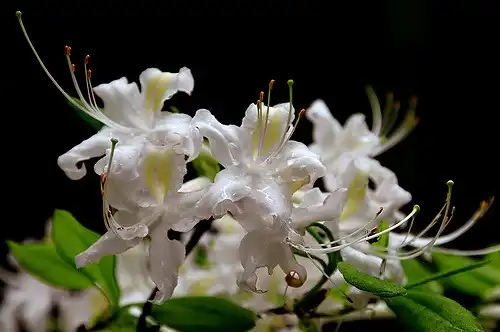 Foto de Rhododendron alabamense (Rhododendron alabamenses)