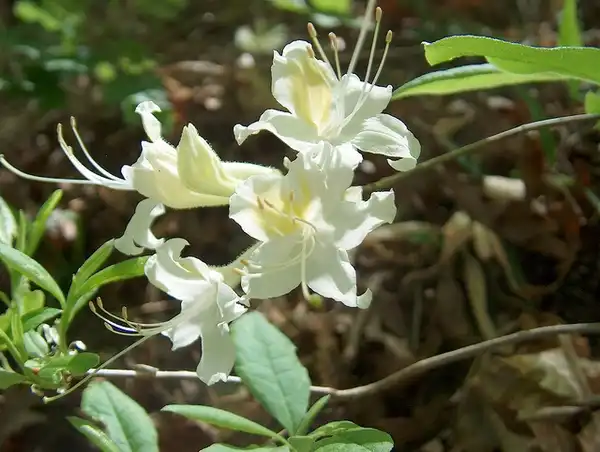 Foto de Rhododendron alabamense (Rhododendron alabamenses)