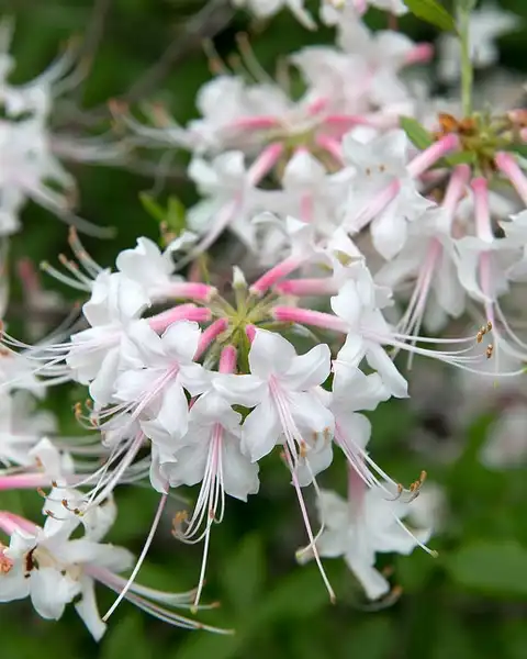 Foto de Rhododendron alabamense - :Plant Image Library