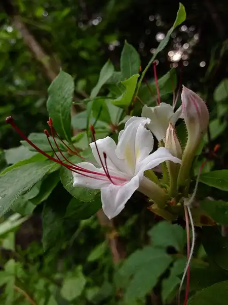 Фото Rhododendron arborescens (Rhododendron arborescenss)