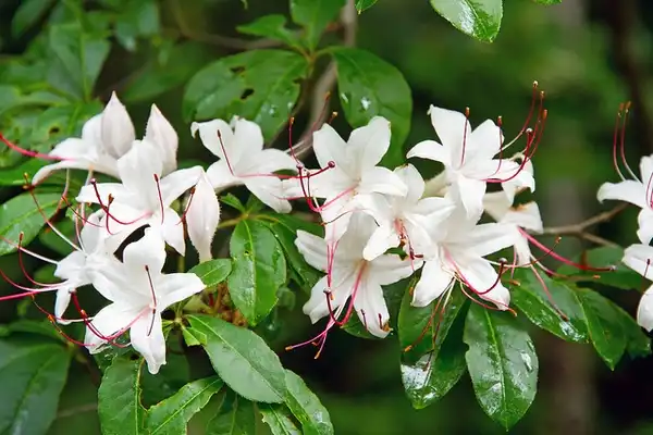 Фото Rhododendron arborescens (Rhododendron arborescenss)