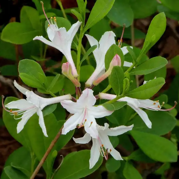 Photo of Rhododendron atlanticum (Rhododendron atlanticums)
