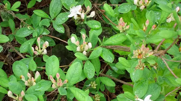 Photo of Rhododendron atlanticum (Rhododendron atlanticums)