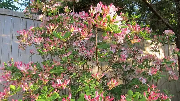 Photo of Rhododendron atlanticum - :K M