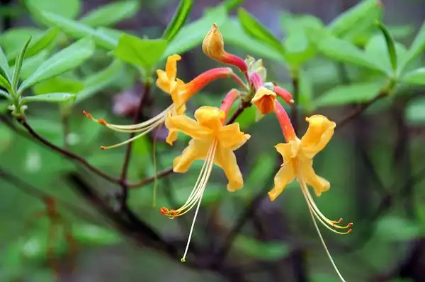 Фото Rhododendron austrinum (Rhododendron austrinums)
