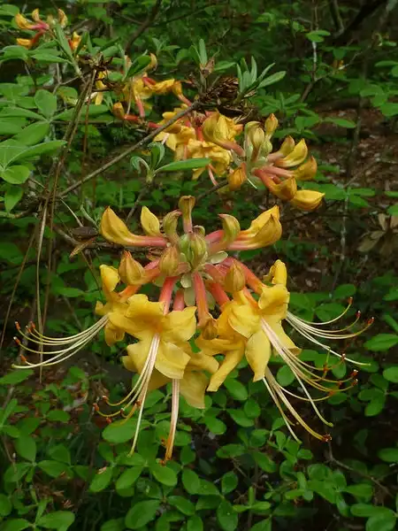 Фото Rhododendron austrinum (Rhododendron austrinums)