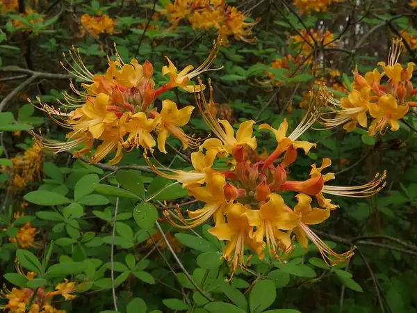 Фото Rhododendron austrinum - Rhododendron austrinum:C. Houder