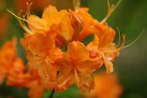 Фото Rhododendron calendulaceum - Flowers close-up:dogtooth77