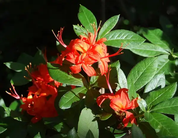 Фото Rhododendron calendulaceum - :JR P