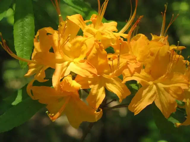 Фото Rhododendron calendulaceum - 'Flame Azalea' Flower Close up (Great Smokey Mountains, NC):Stacy Hodes