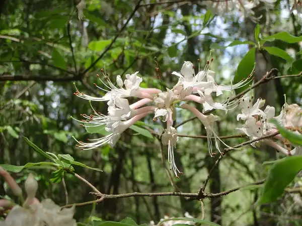 Photo of Rhododendron canescens (Rhododendron canescenss)