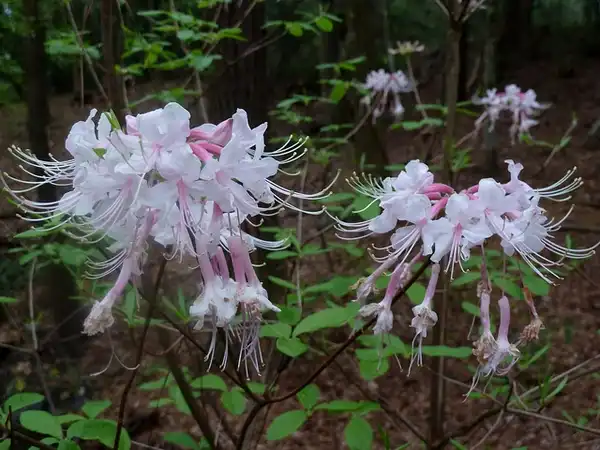 Photo of Rhododendron canescens (Rhododendron canescenss)