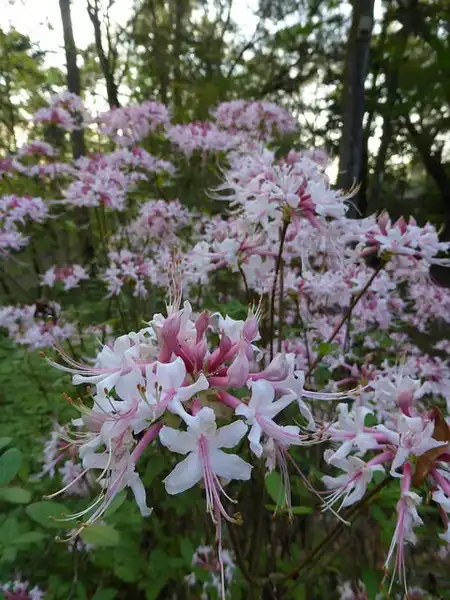 Photo of Rhododendron canescens - Rhododendron canescens:Eleanor