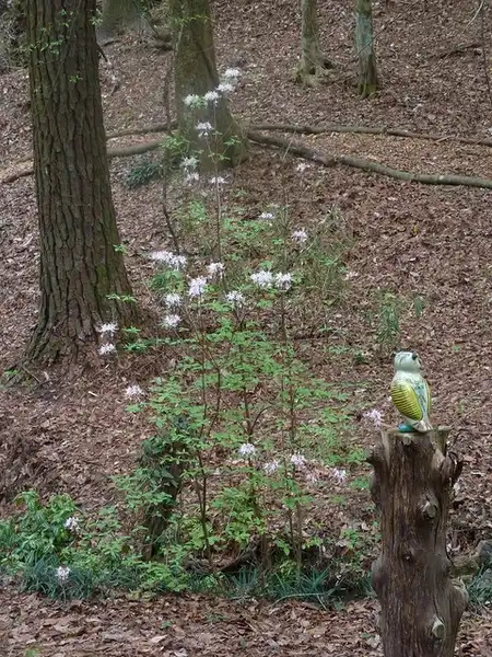 Photo of Rhododendron canescens - :Eleanor