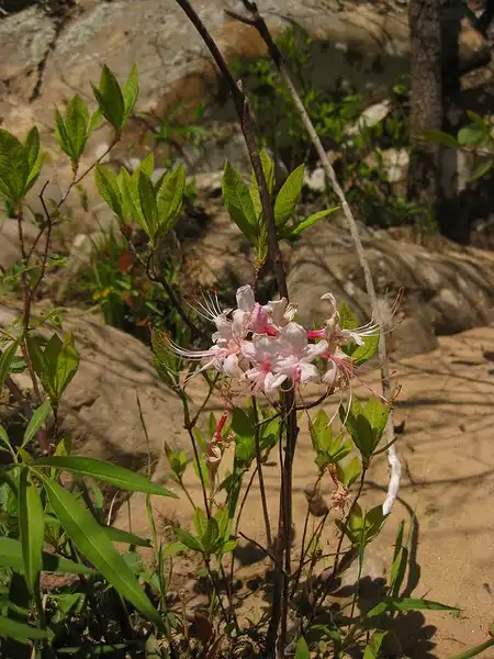 Photo of Rhododendron canescens - :Kristen Bobo