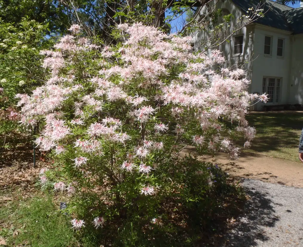 Photo of Rhododendron canescens - Flower Form:Jim Robbins