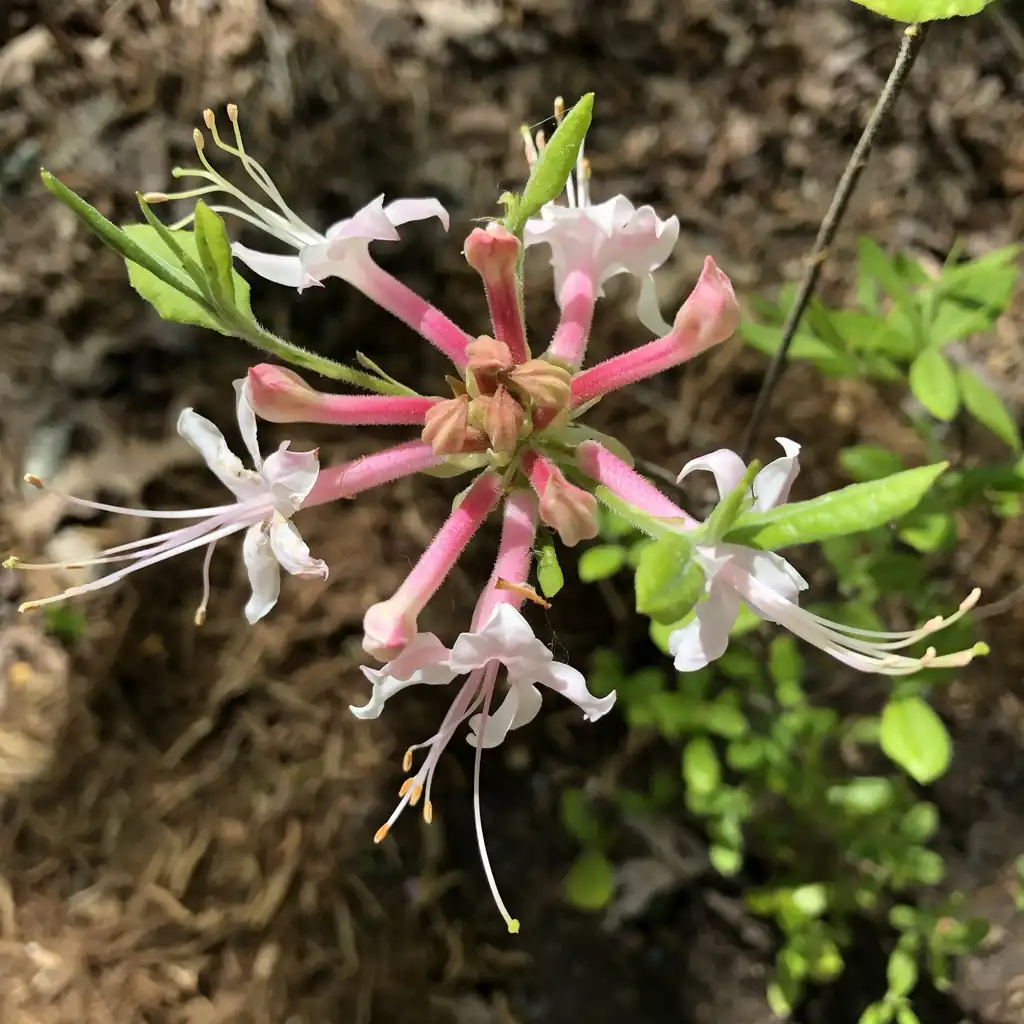 Photo of Rhododendron canescens - Flower Close-up (Durham County,NC):Andrea Laine