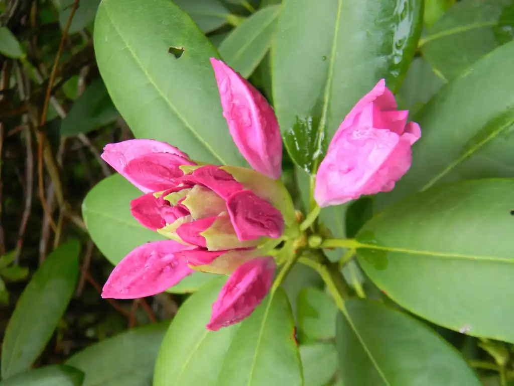 Фото Rhododendron catawbiense 'Roseum Elegans' (Rhododendron catawbiense 'Roseum Elegans's)