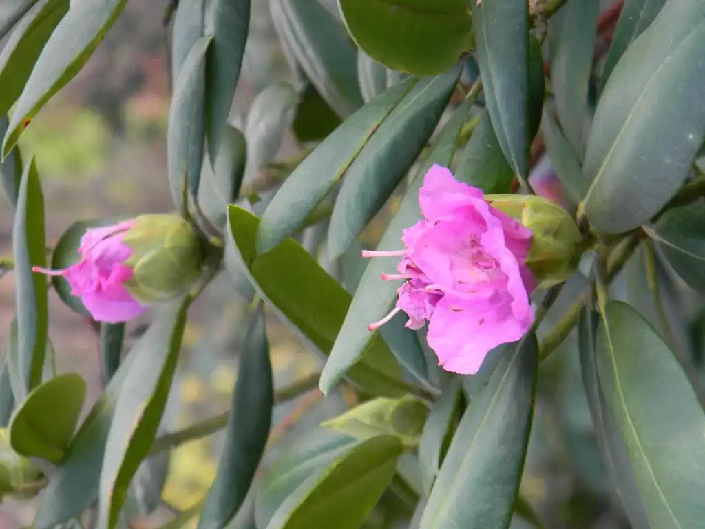 Фото Rhododendron catawbiense 'Roseum Elegans' (Rhododendron catawbiense 'Roseum Elegans's)