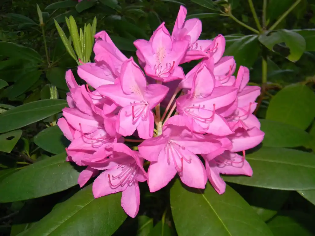 Фото Rhododendron catawbiense 'Roseum Elegans' - Flowers (Buncombe County, NC):Randy Harter