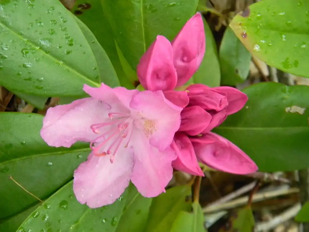 Фото Rhododendron catawbiense 'Roseum Elegans' - Flower close-up (Buncombe County, NC):Randy Harter