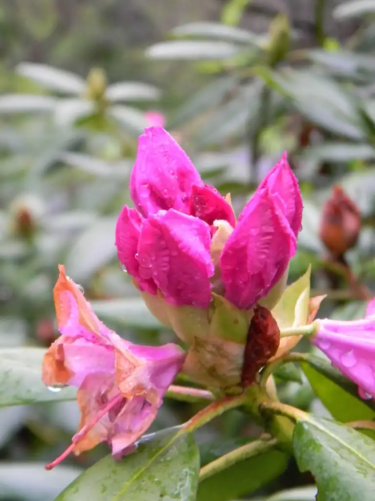 Фото Rhododendron catawbiense 'Roseum Elegans' - Flowering (Buncombe County, NC):Randy Harter