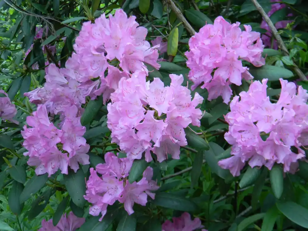 Фото Rhododendron catawbiense 'Roseum Elegans' - Full form (Buncombe County, NC):Randy Harter