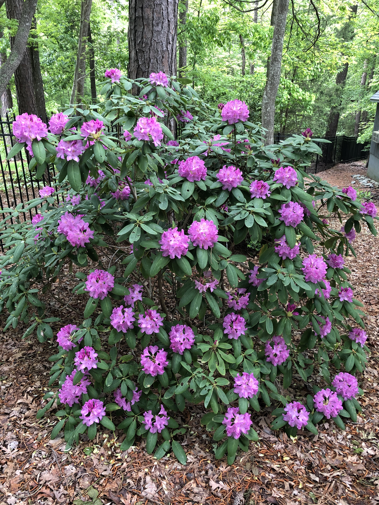 Photo of Rhododendron catawbiense (Rhododendron catawbienses)