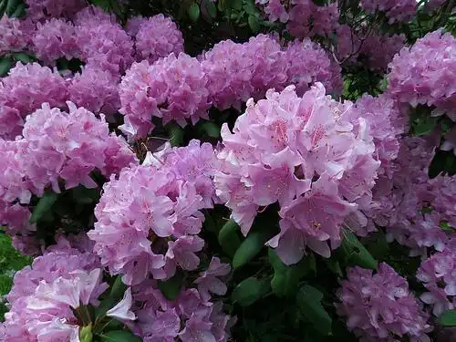 Photo of Rhododendron catawbiense (Rhododendron catawbienses)