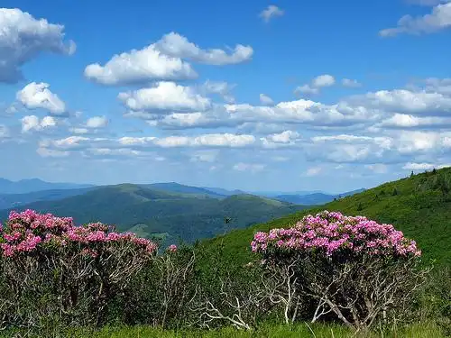 Photo of Rhododendron catawbiense - Form, in a native setting:lue Ridge Kitties