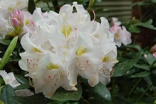 Photo of Rhododendron catawbiense - Rhododendron catawbiense white flowers:David Winship