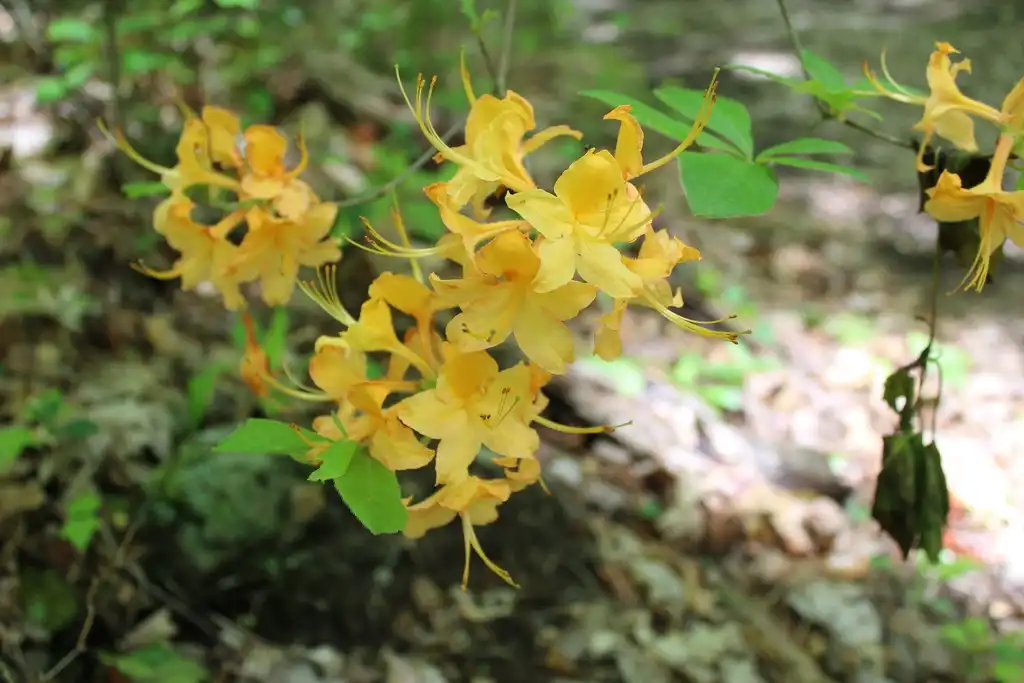 Photo of Rhododendron cumberlandense (Rhododendron cumberlandenses)
