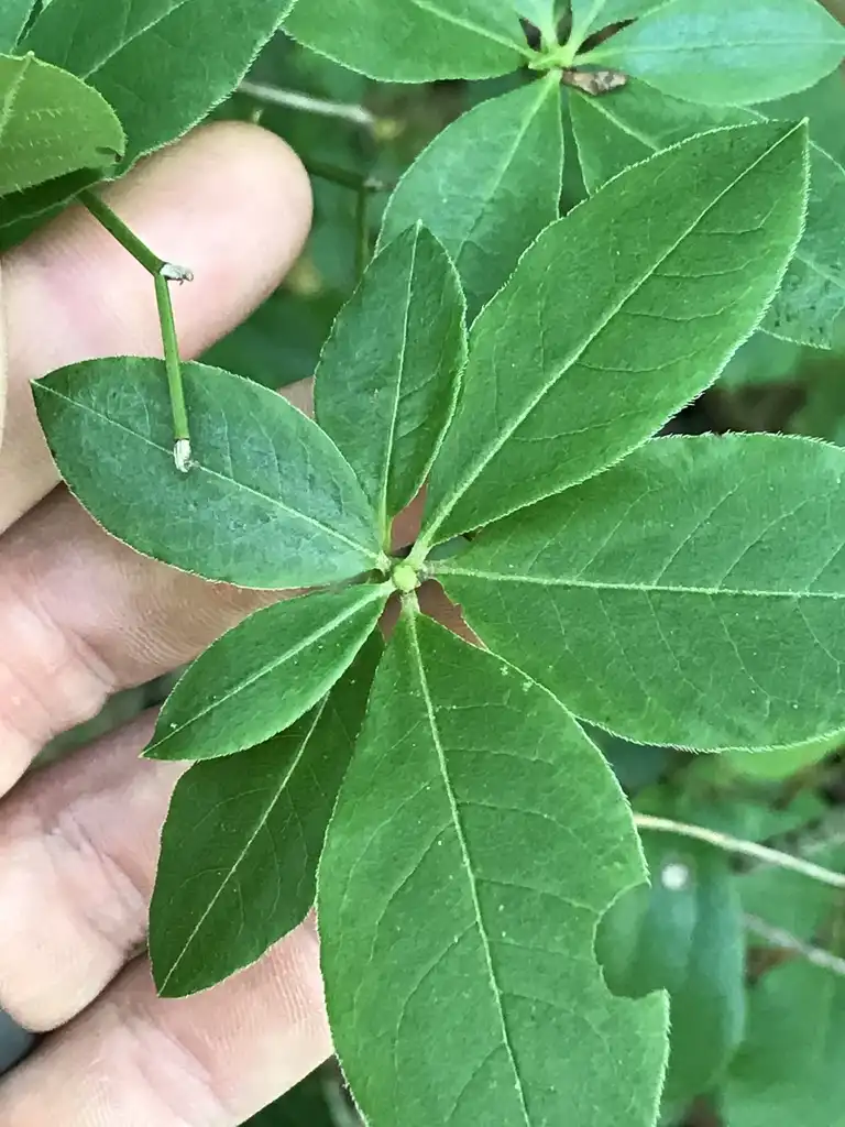 Photo of Rhododendron cumberlandense (Rhododendron cumberlandenses)