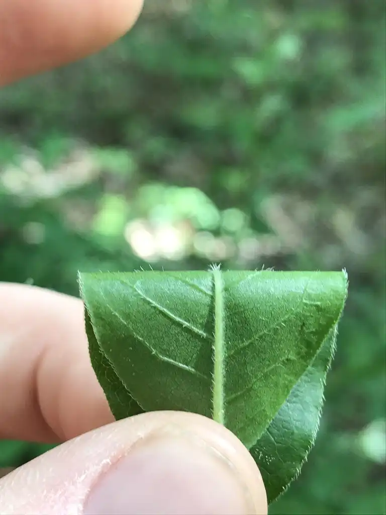 Photo of Rhododendron cumberlandense - Underside of leaf:Cooper Breeden