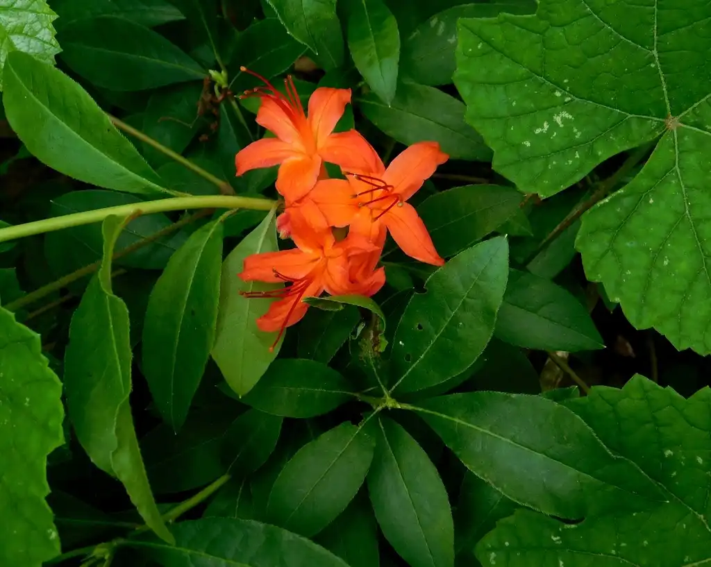Photo of Rhododendron cumberlandense - Stem, leaves, flower:Holly Taylor