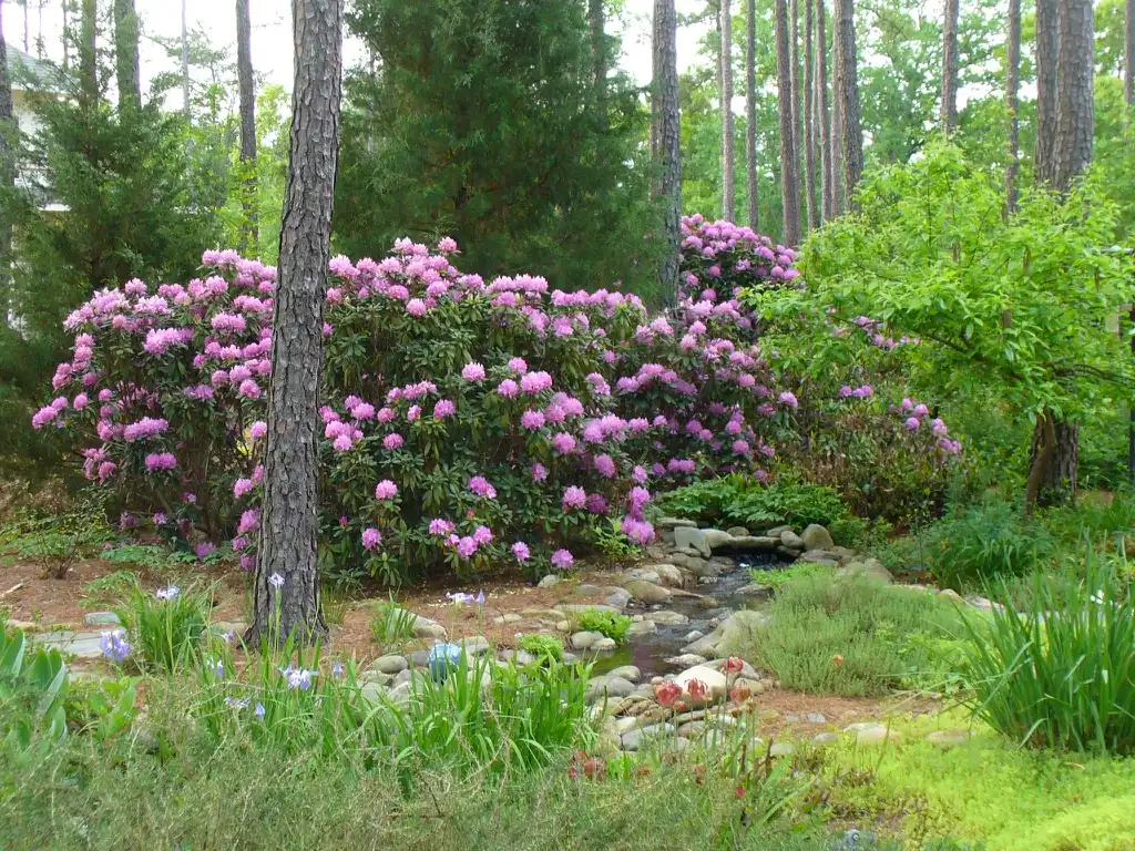 Фото Rhododendron 'Dr. A. Blok' (Rhododendron 'Dr. A. Blok's)