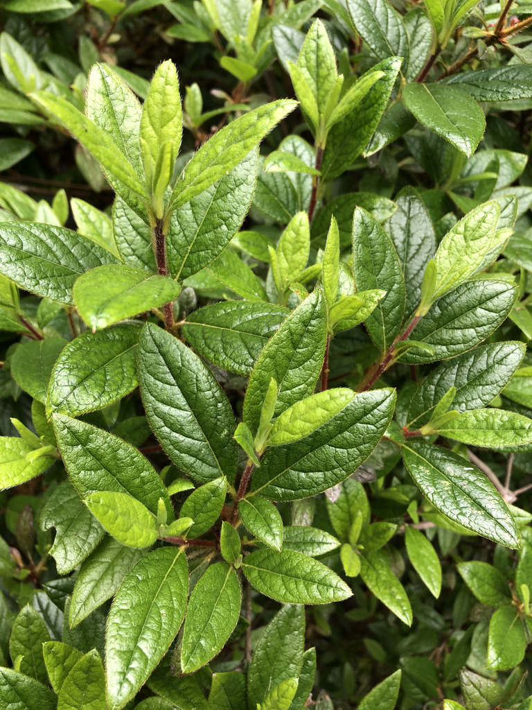 Фото Rhododendron Encore® (Rhododendron Encore®s)