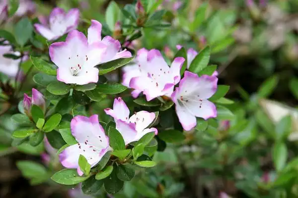 Photo of Rhododendron eriocarpum (Rhododendron eriocarpums)