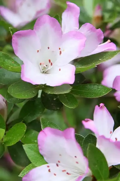 Photo of Rhododendron eriocarpum (Rhododendron eriocarpums)