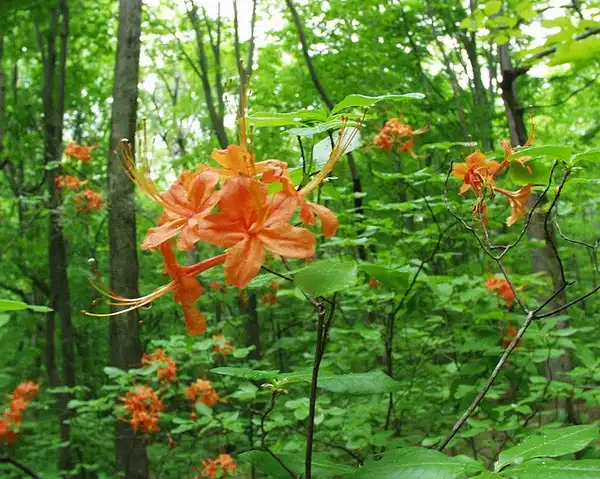 Foto de Rhododendron flammeum (Rhododendron flammeums)