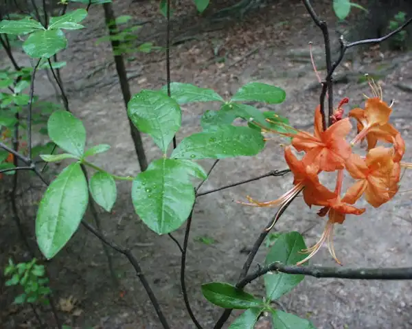 Foto de Rhododendron flammeum (Rhododendron flammeums)