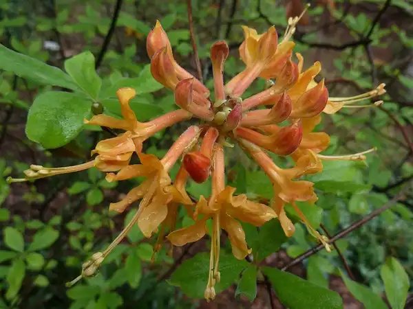Foto de Rhododendron flammeum - Flowers:Eleanor