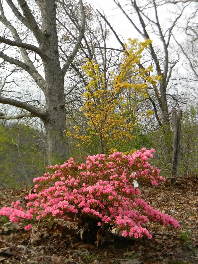 Foto de Rhododendron indicum 'Coral Bells' (Rhododendron indicum 'Coral Bells's)