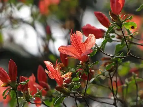 Foto de Rhododendron kaempferi (Rhododendron kaempferis)