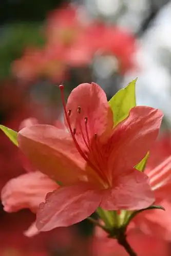 Foto de Rhododendron kaempferi (Rhododendron kaempferis)