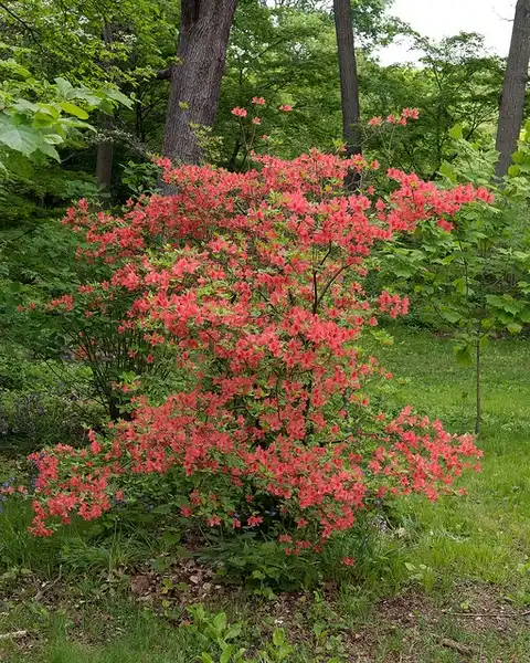Foto de Rhododendron kaempferi - Form:Plant Image Library