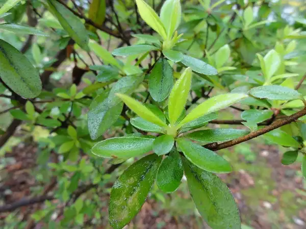 Foto de Rhododendron kaempferi - Leaves:Yamatsu