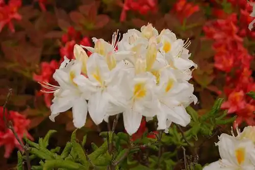 Foto de Rhododendron 'Knaphill and Exbury Azaleas' (Rhododendron 'Knaphill and Exbury Azaleas's)