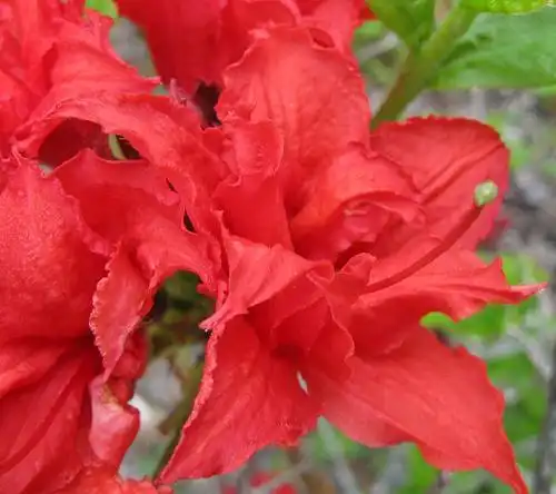 Foto de Rhododendron 'Knaphill and Exbury Azaleas' (Rhododendron 'Knaphill and Exbury Azaleas's)